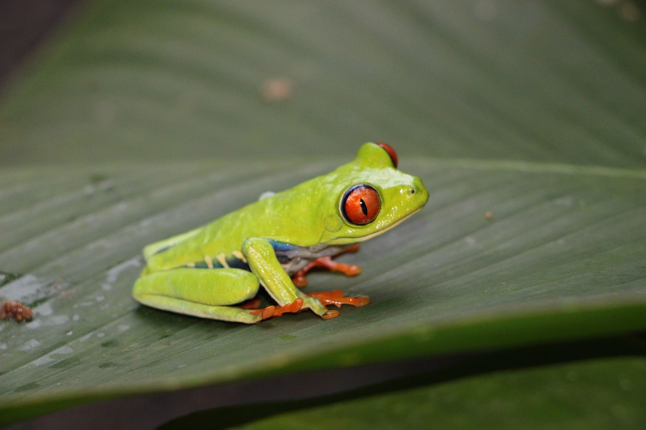 Image - red eye frog red eyed tree frog frog