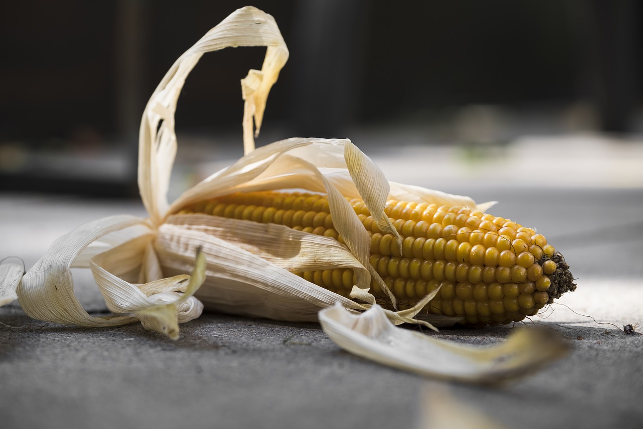 Image - corn corn on the cob food nutrition