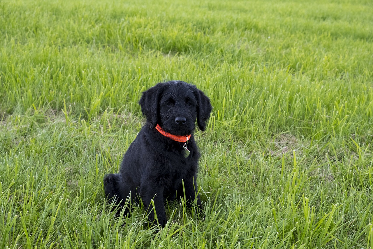 Image - labradoodle labrador king poodle