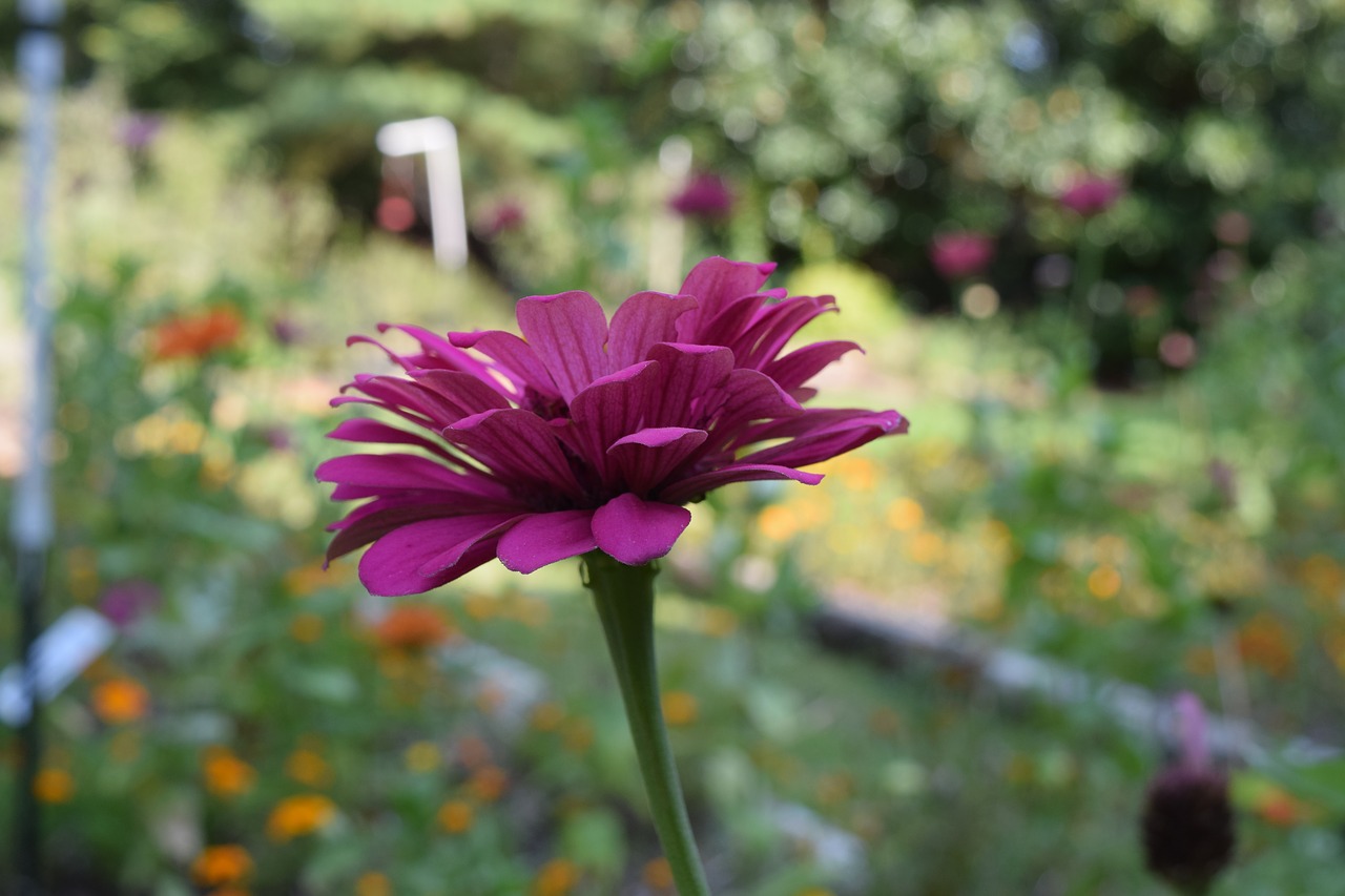 Image - flower pink garden summer zinnia