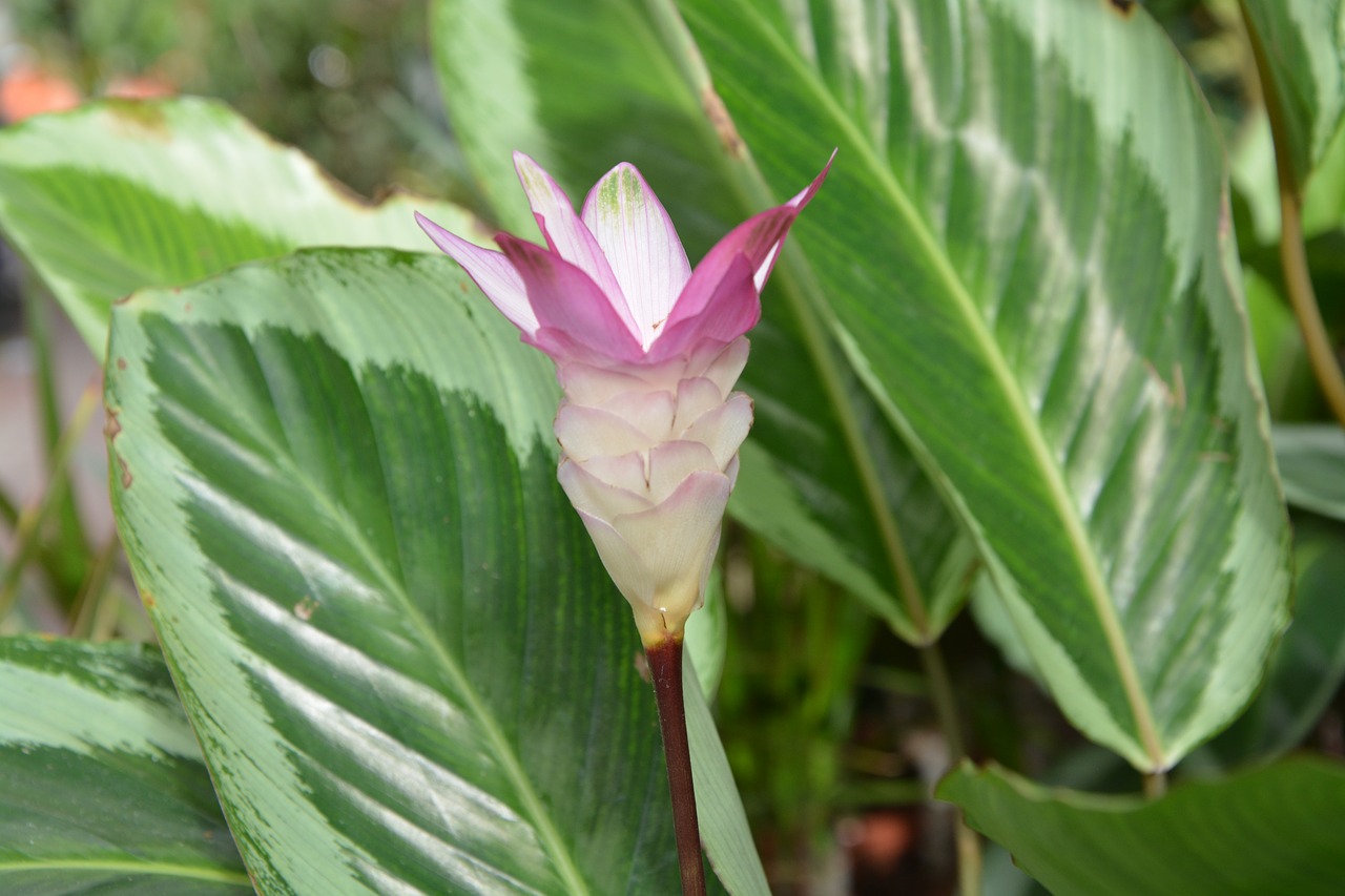 Image - flower calathéa bicajoux plant