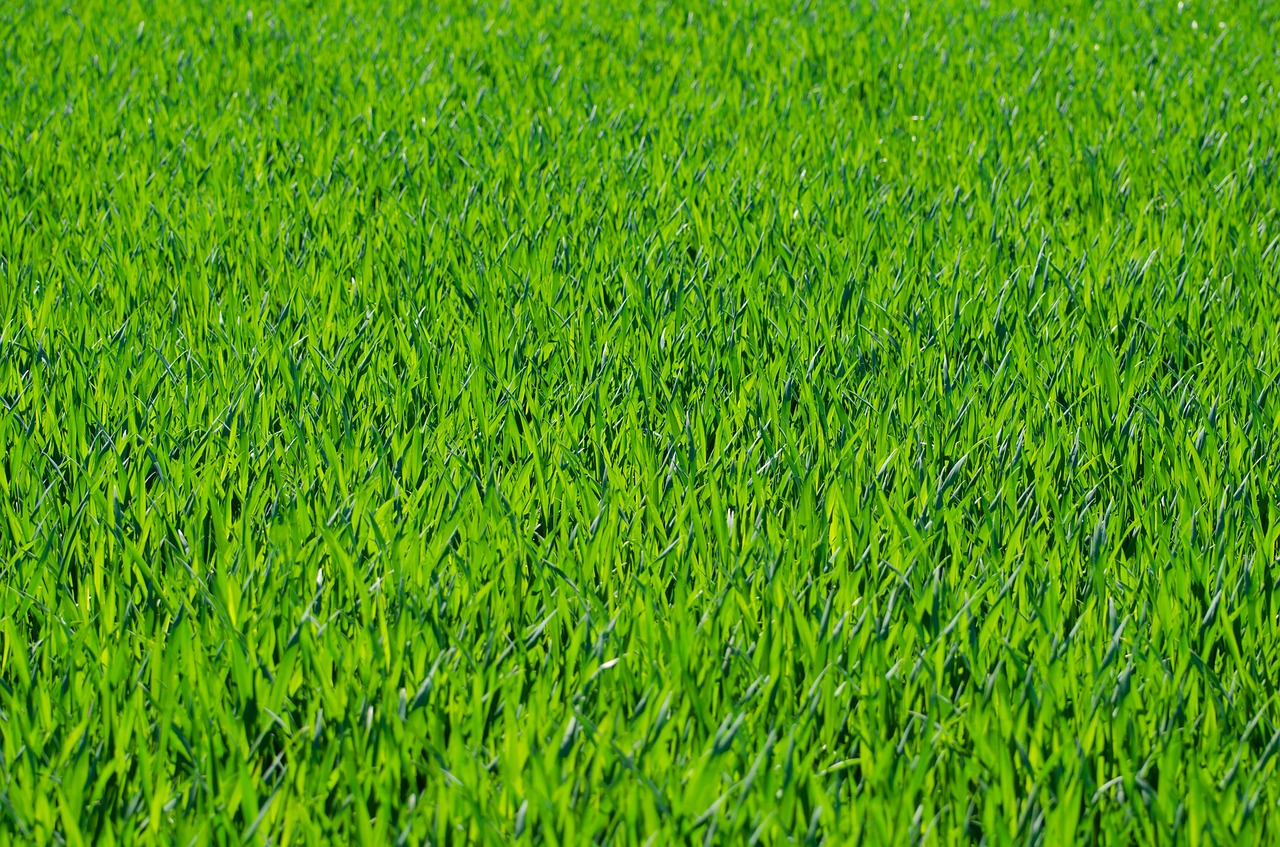 Image - grass grassy stalks green