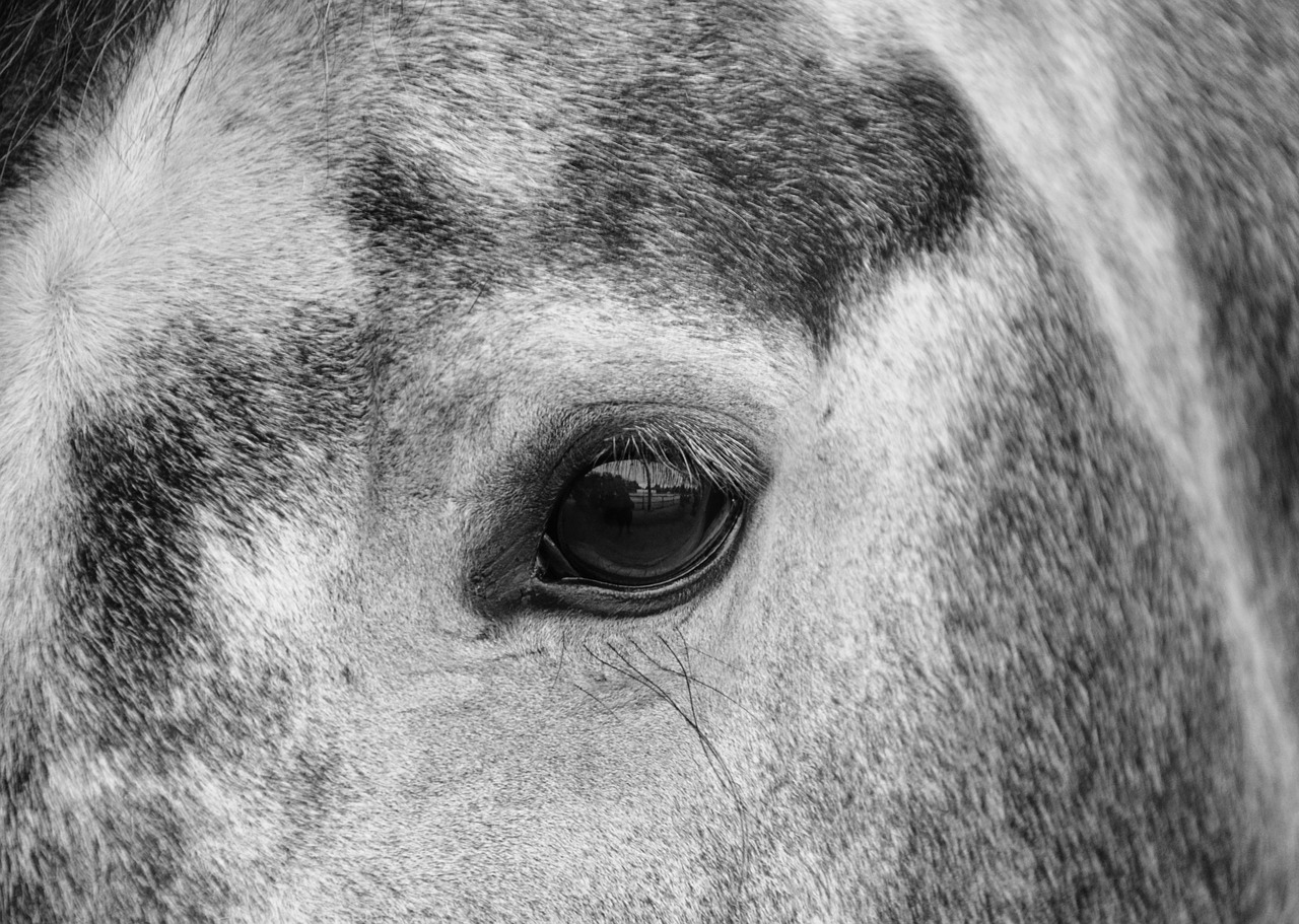 Image - horse œil photo black white eyes