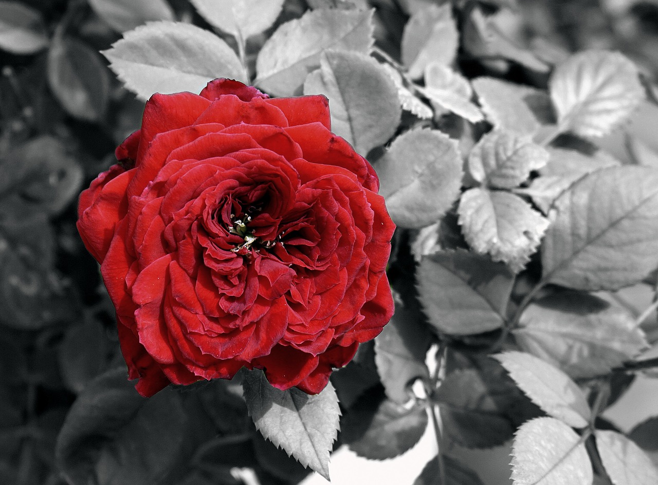 Image - flower rosa pink petals red rose