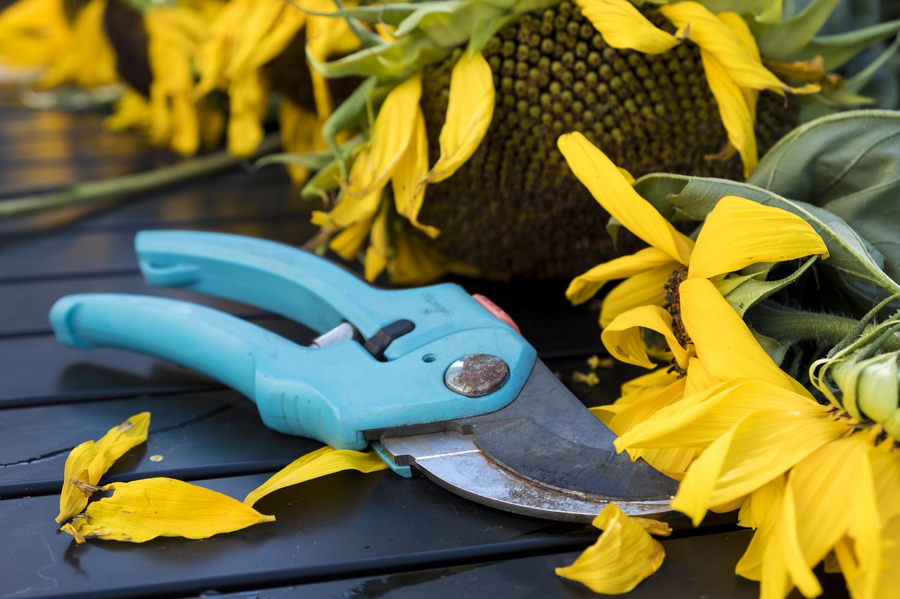 Image - autumn scissors pruning shears tool