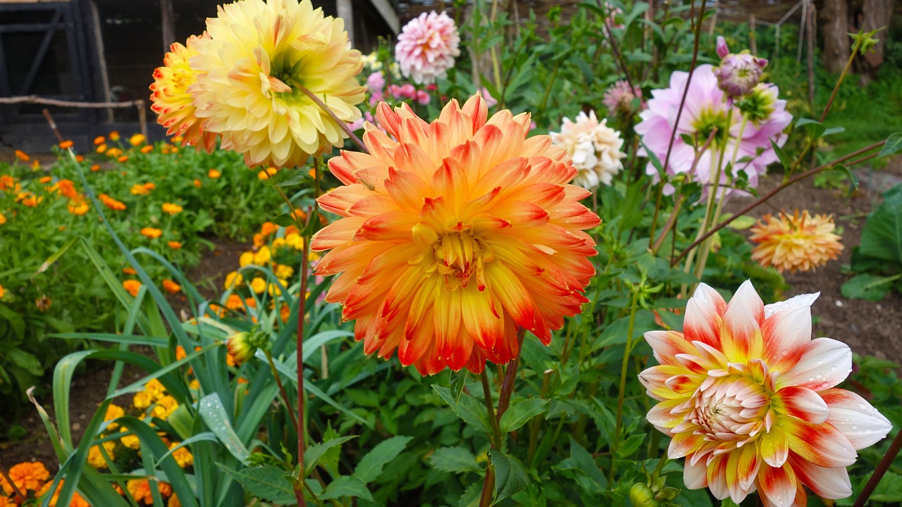 Image - flowers wild garden garden dahlias