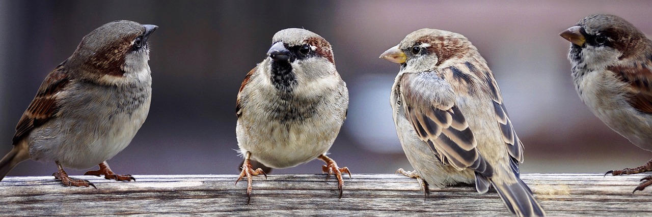 Image - sparrows sparrows family birds