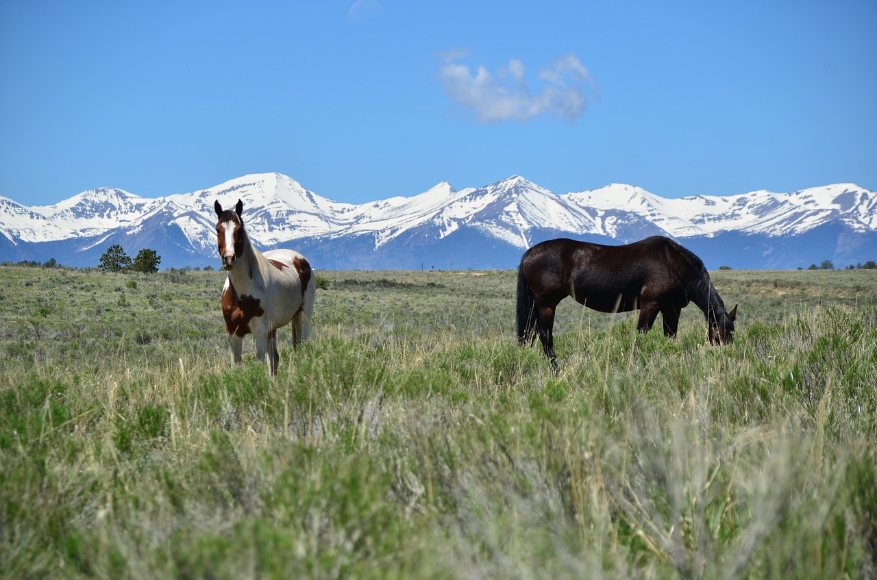 Image - horse horses animal farm equine