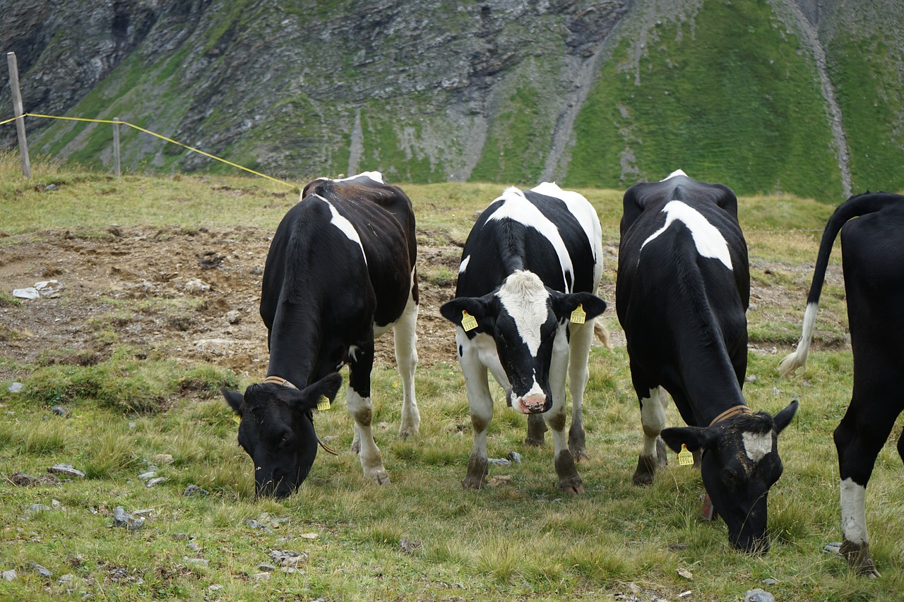 Image - switzerland hiking mountains cow