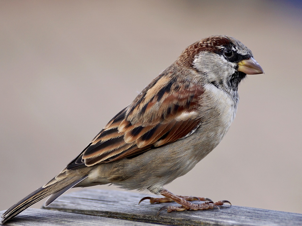 Image - sparrow bird sparrows nature
