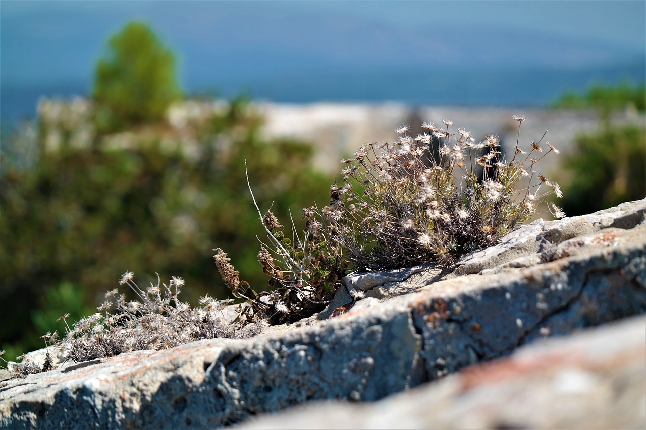 Image - flower wall perspective nature