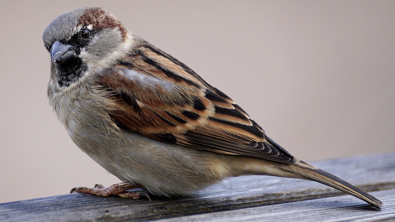 Image - sparrow bird sparrows nature