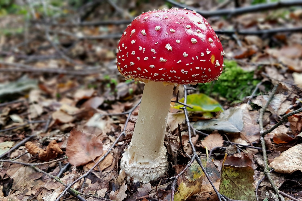 Image - mushroom fly agaric toxic nature