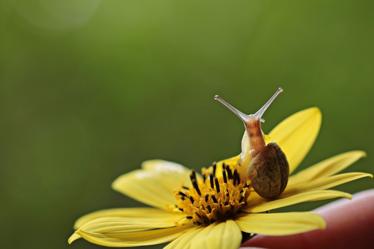 Image - snail va jay jay flower blossom