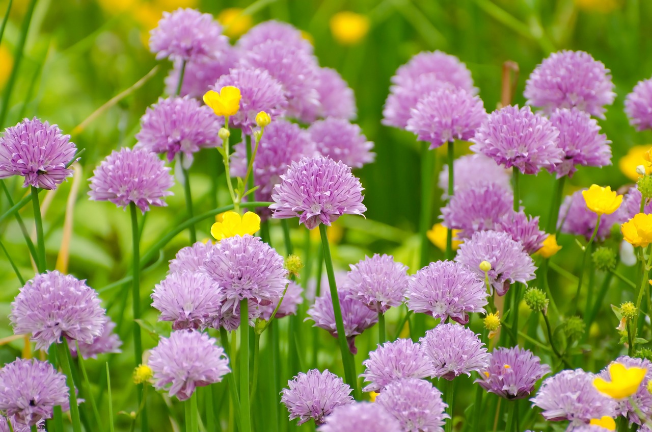 Image - flower summer spring gardening