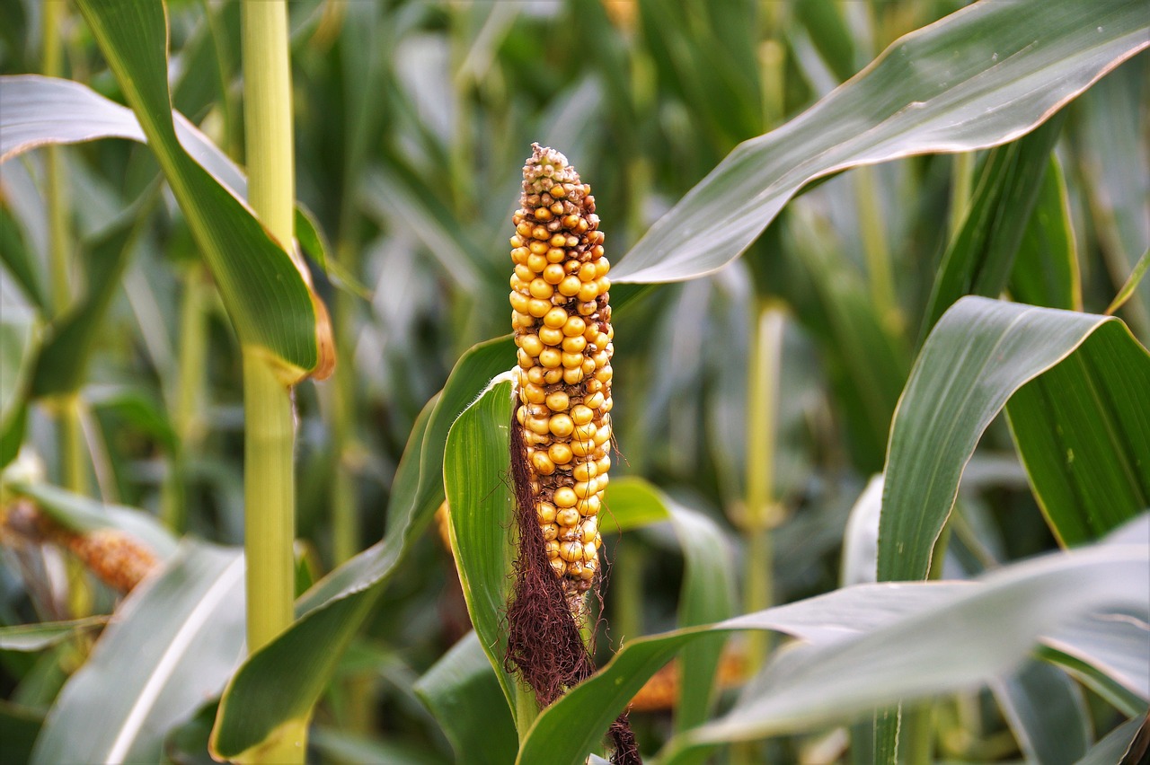 Image - corn ear crop agriculture