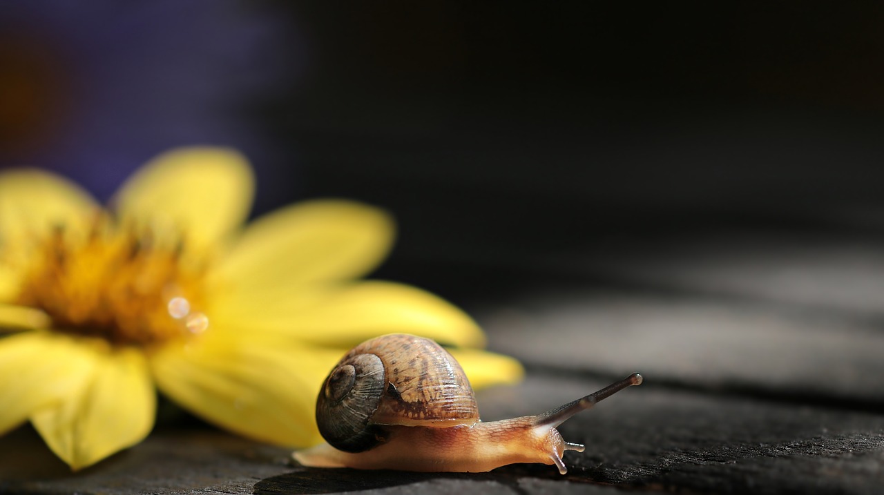 Image - snail va jay jay flower blossom