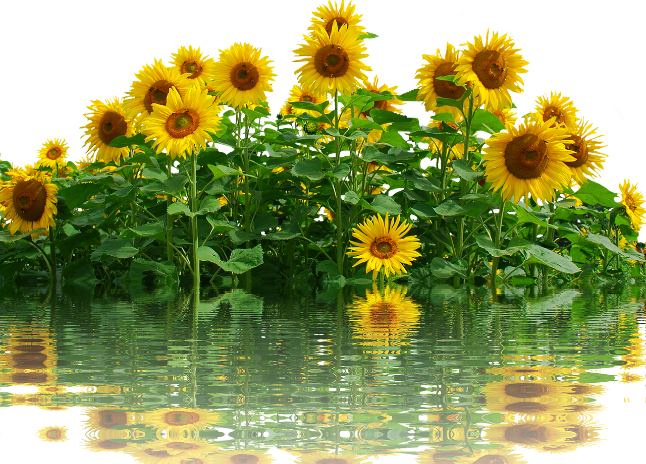 Image - sunflower sun summer nature