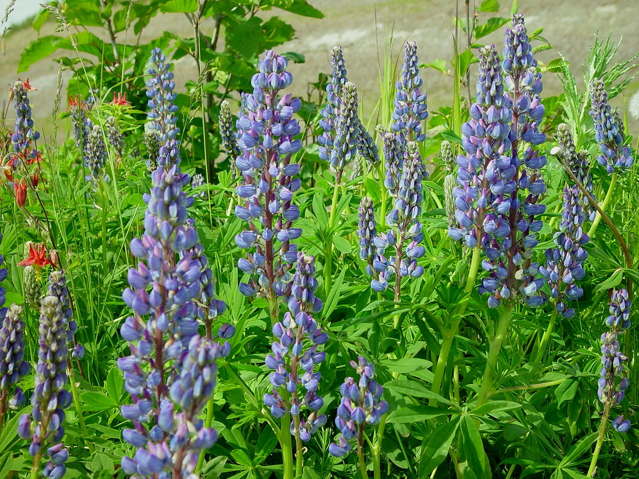 Image - alaska lupine wildflower nature