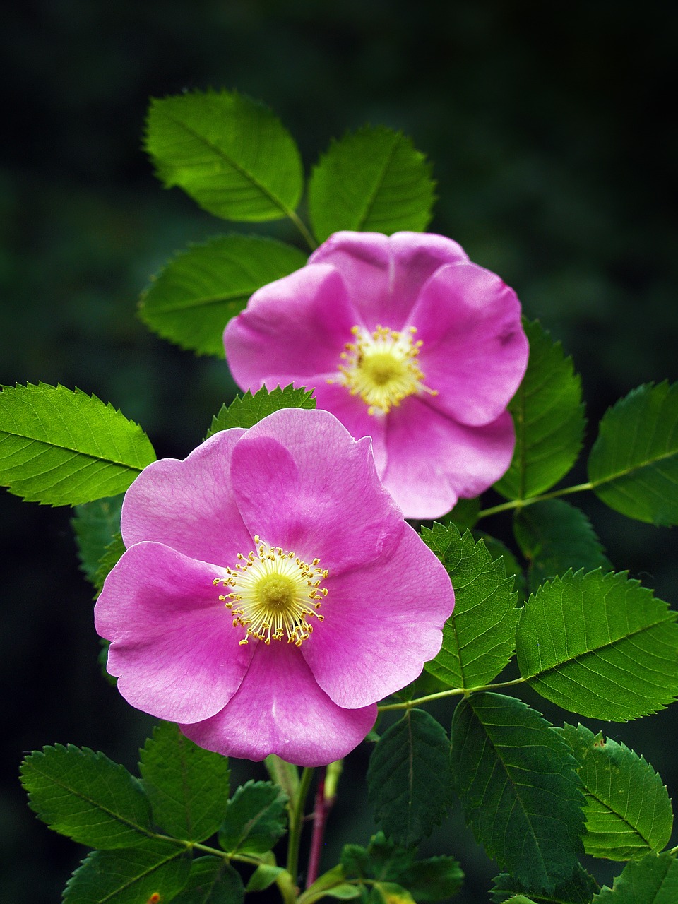 Image - wild rose rose pink nature flowers