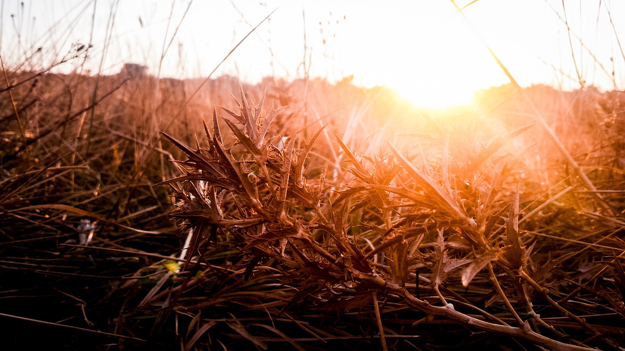 Image - sunset meadow sun sky red orange