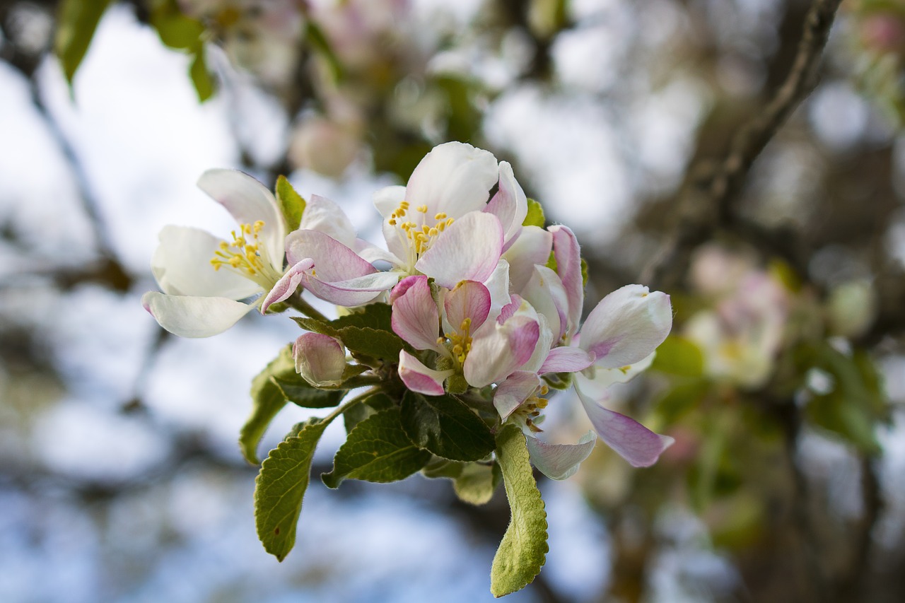 Image - flower green summer tree apple