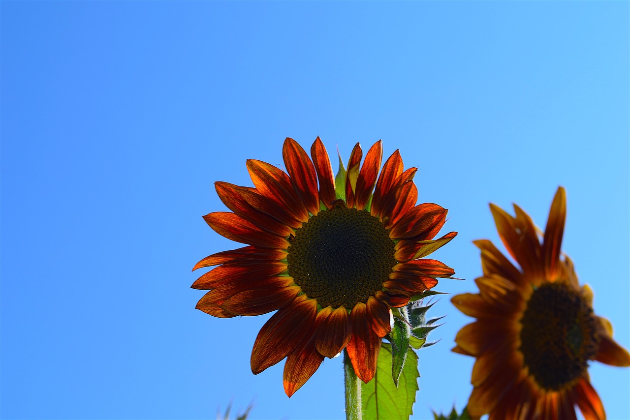 Image - sunflower red nature summer garden