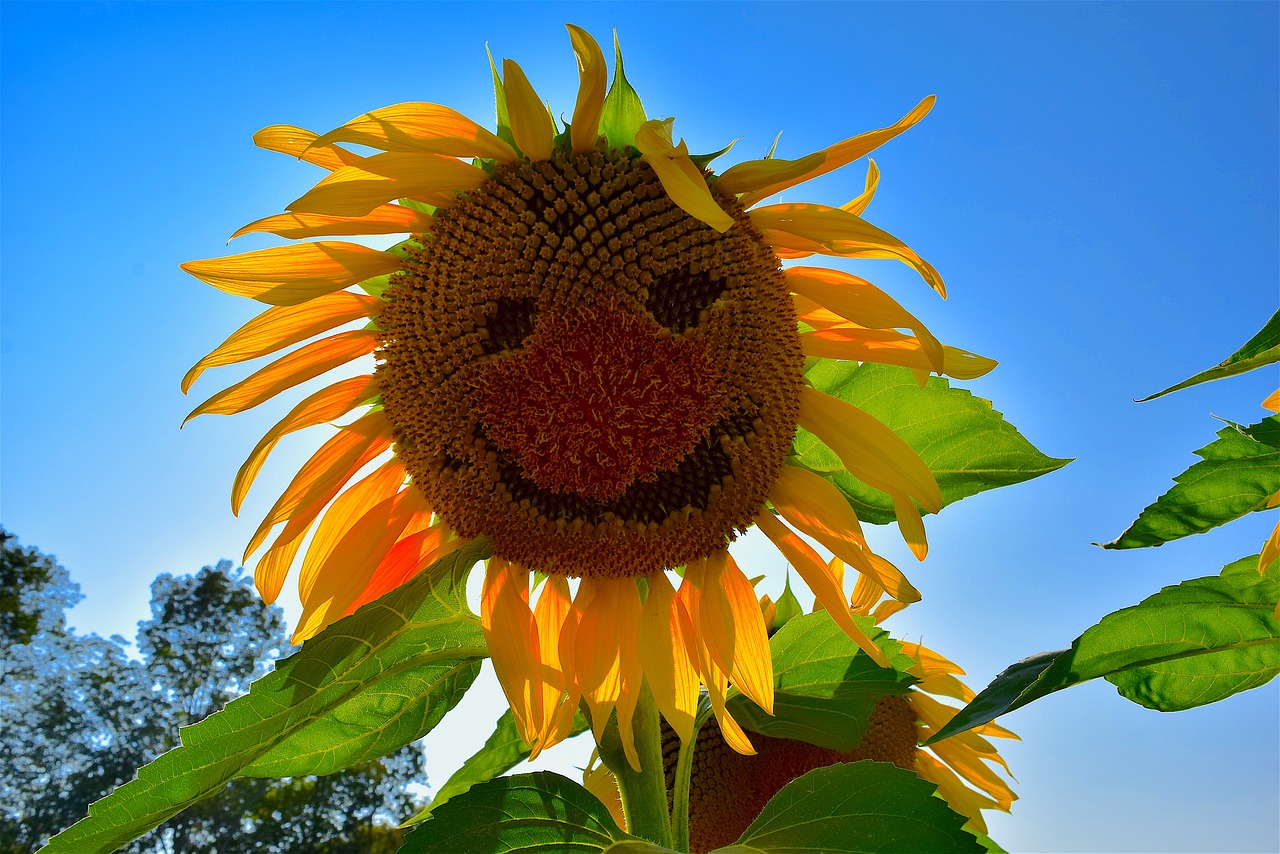 Image - sunflower face yellow nature