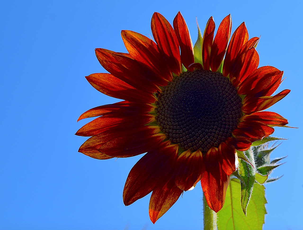 Image - sunflower red plant nature summer