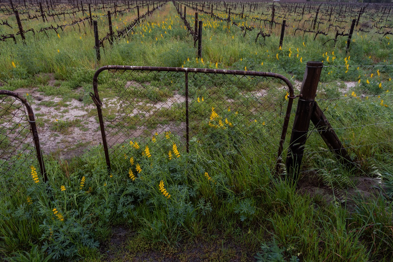 Image - yellow flowers gate dramatic clouds