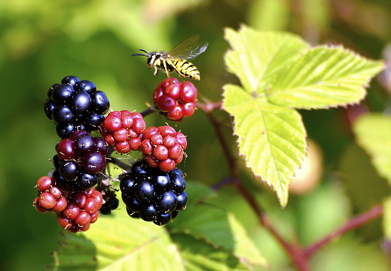 Image - blackberries bee plant leaf
