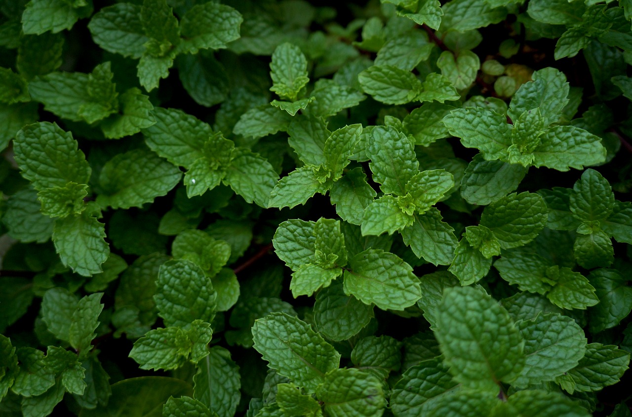 Image - herbs veggie greens