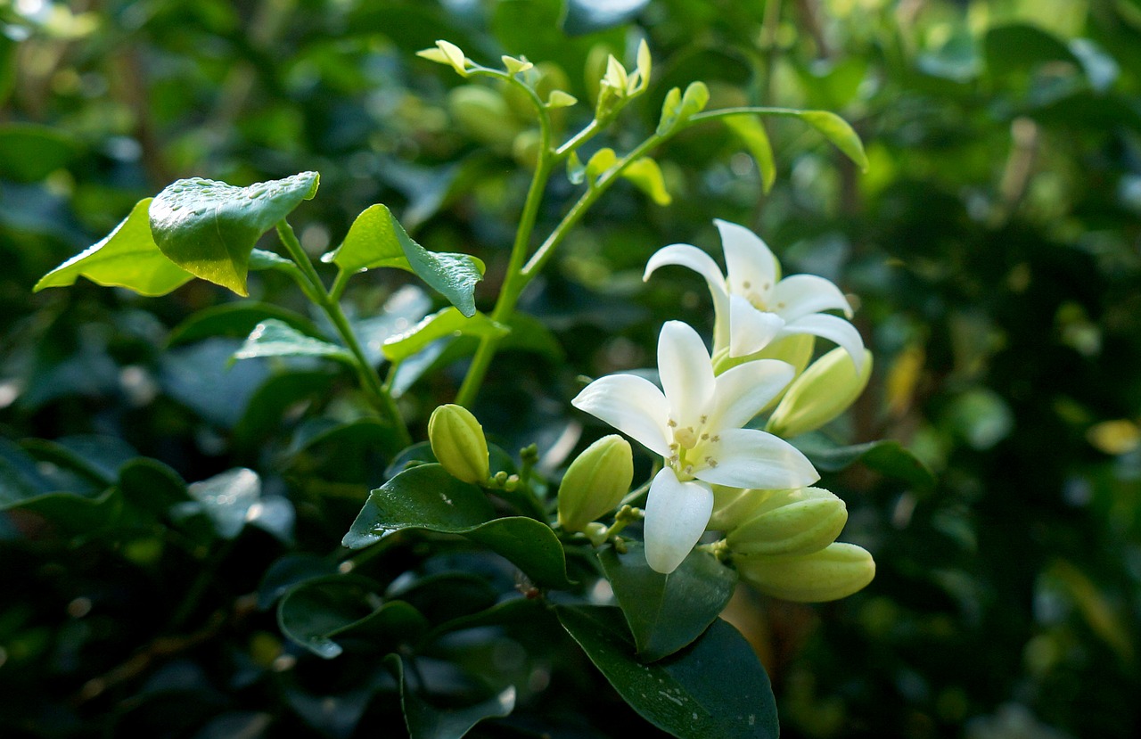 Image - white flowers laurel