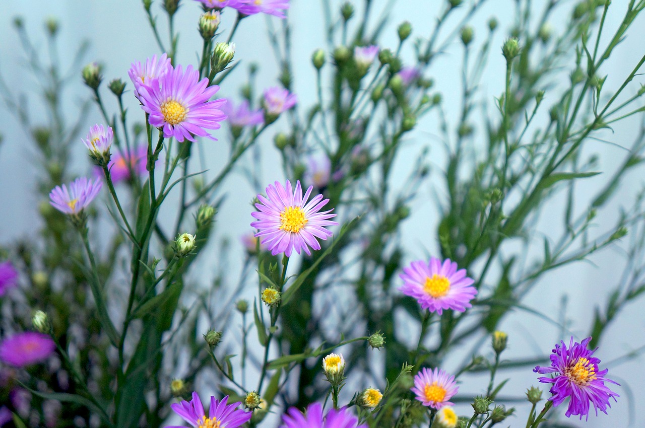 Image - heather purple flowers wildflowers