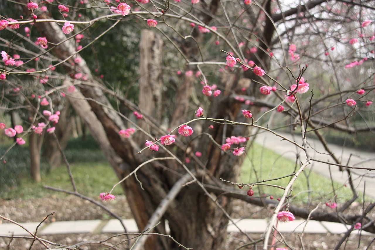 Image - plum blossom flower views