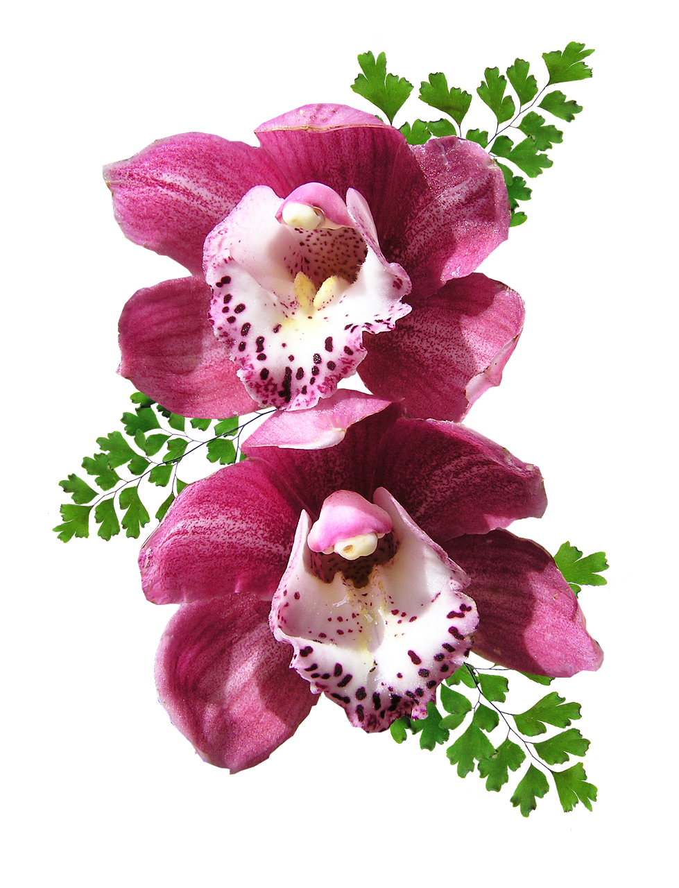 Image - orchids pink maiden hair fern