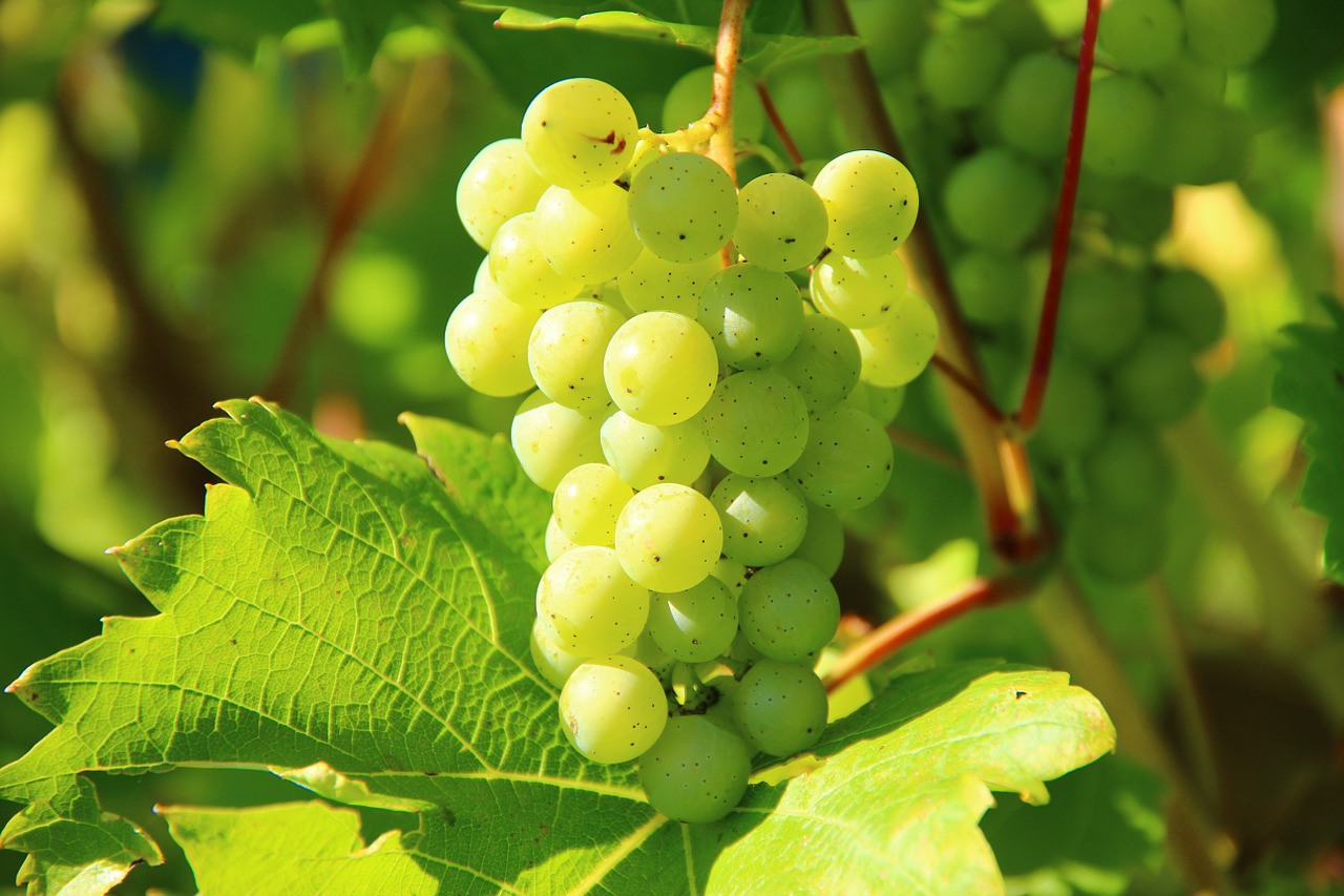 Image - grapes wine fruit vines