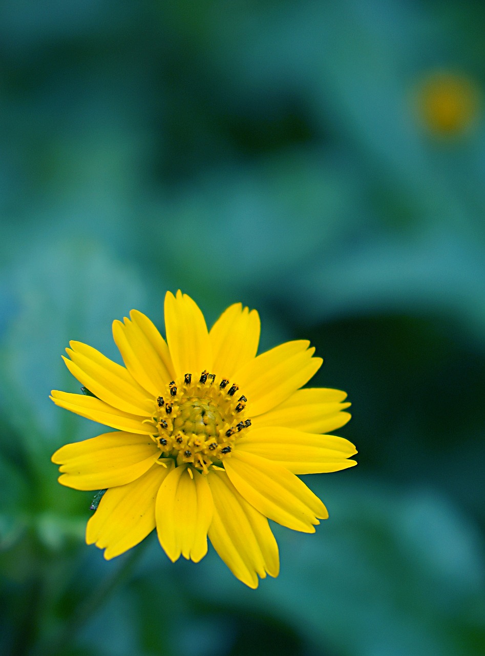 Image - chamomile wild yellow flowers