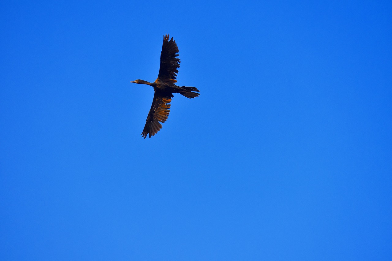 Image - anhinga darter bird