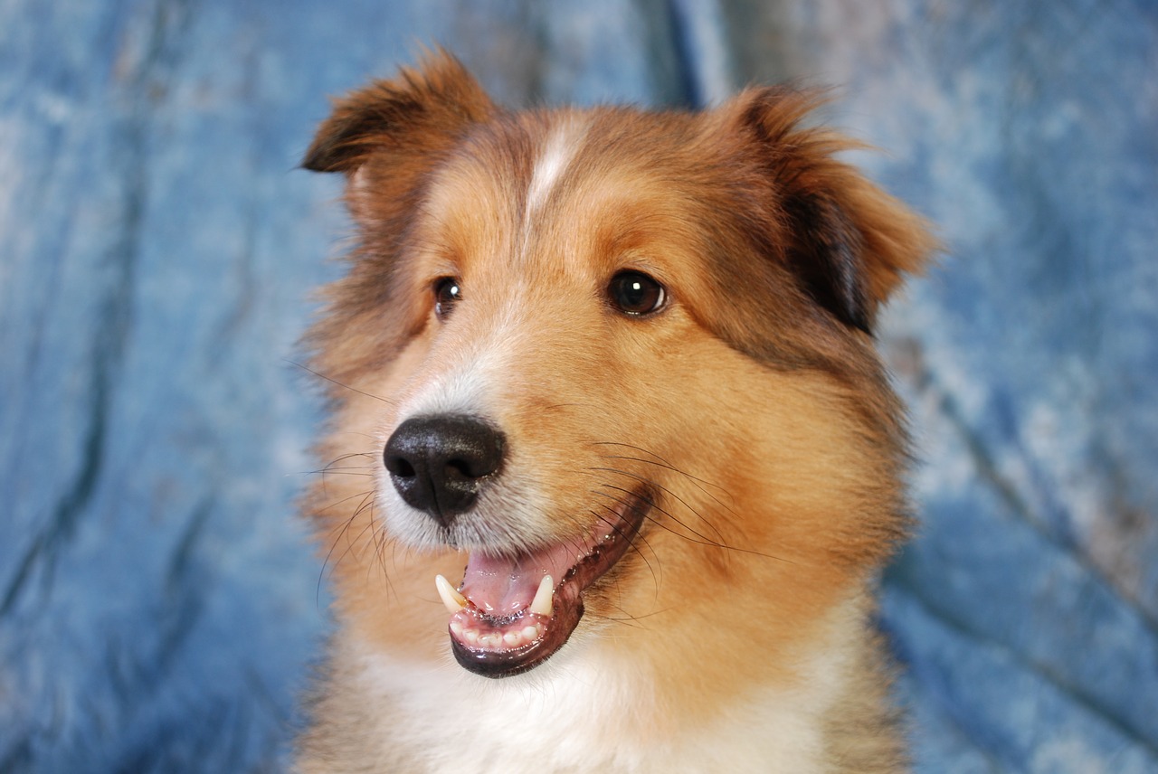 Image - dog collie cute animal pet canine