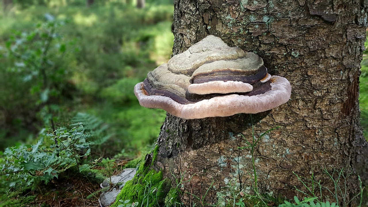 Image - mushroom tree fungus tree log