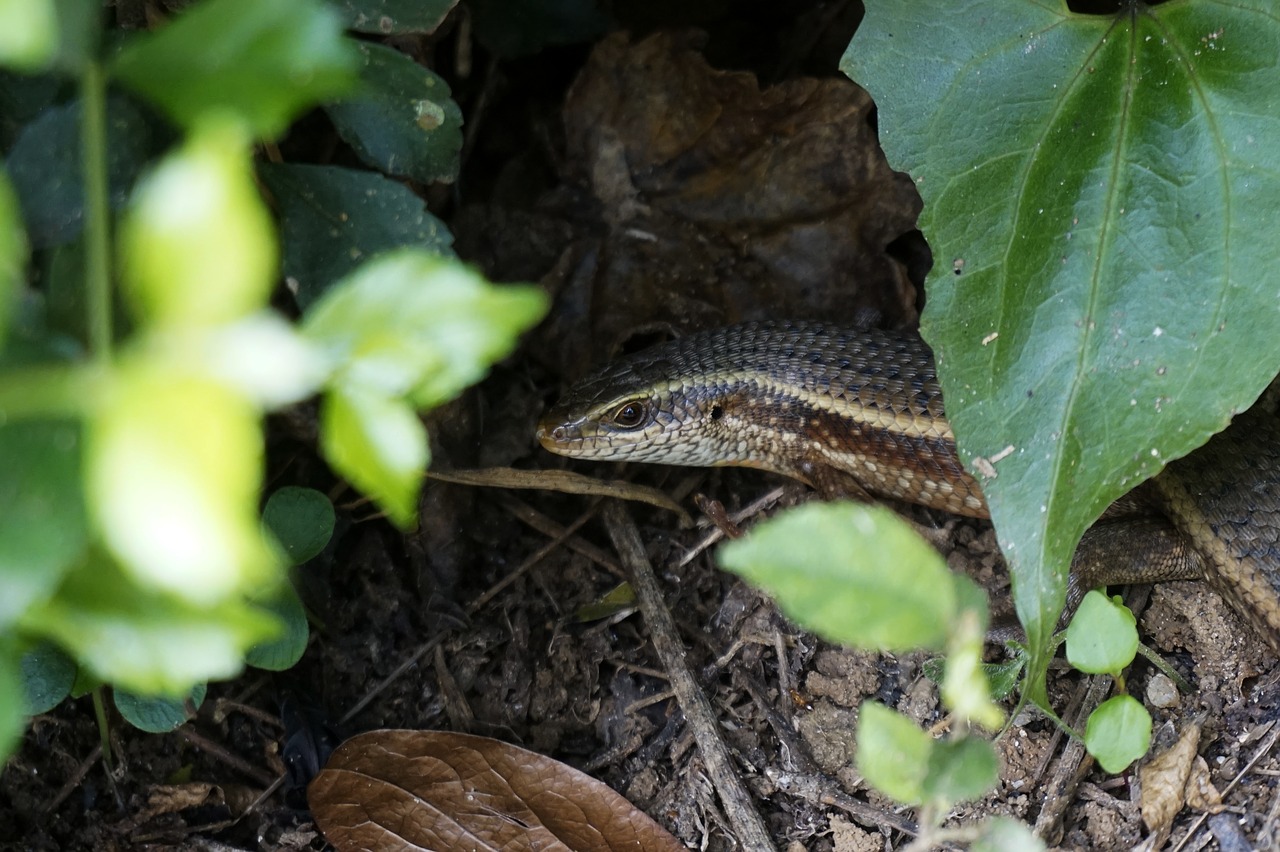 Image - lizard hiding wildlife reptile