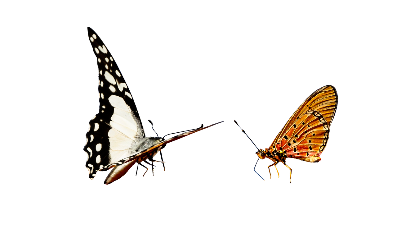 Image - nature animals butterfly insect