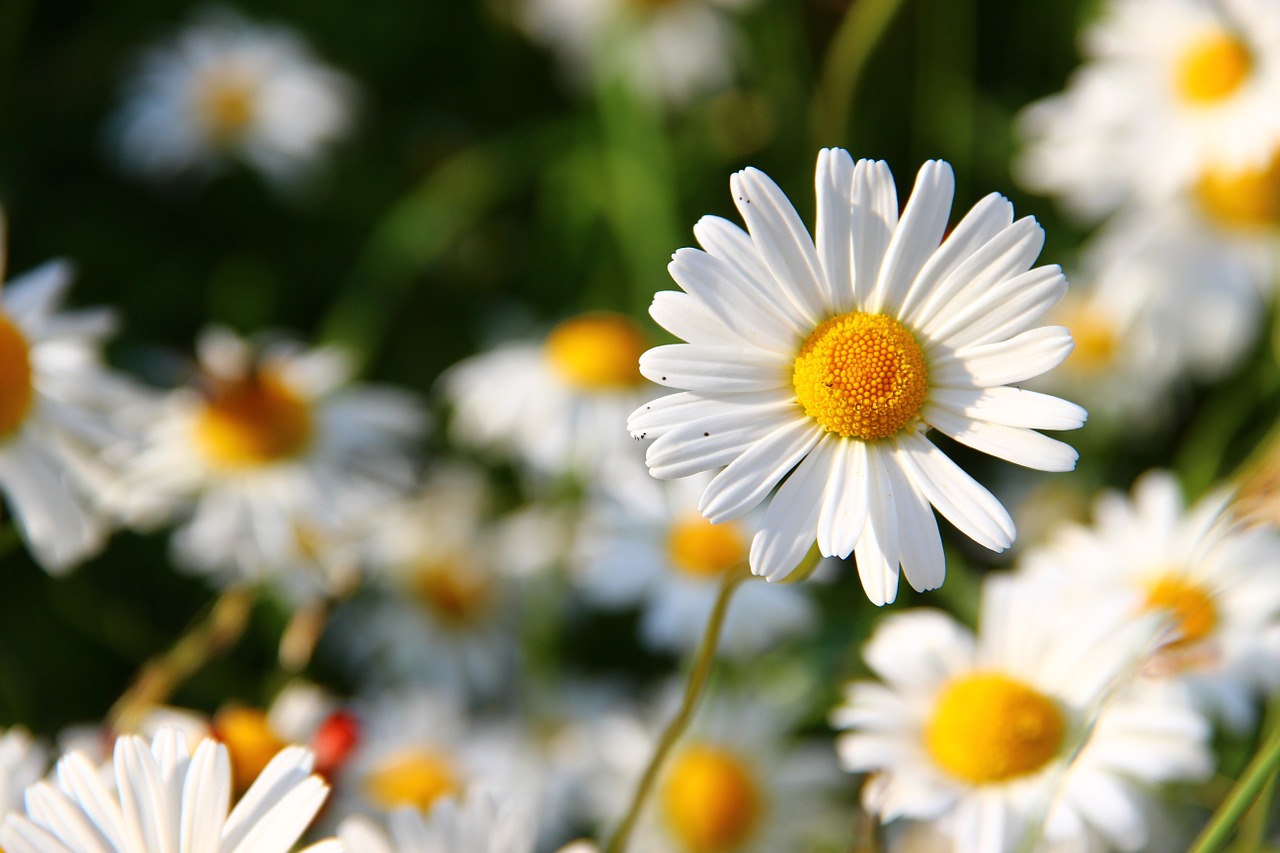 Image - daisies white flower face flowers