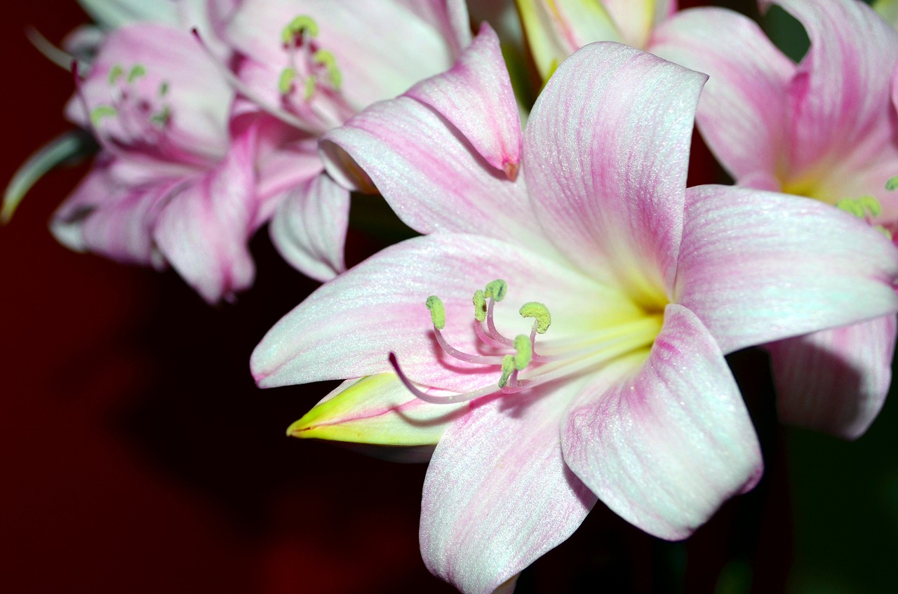 Image - lily flowers rosa stamen pistil