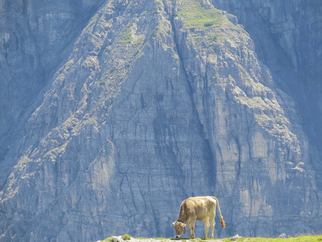 Image - cow alpine outlook alm