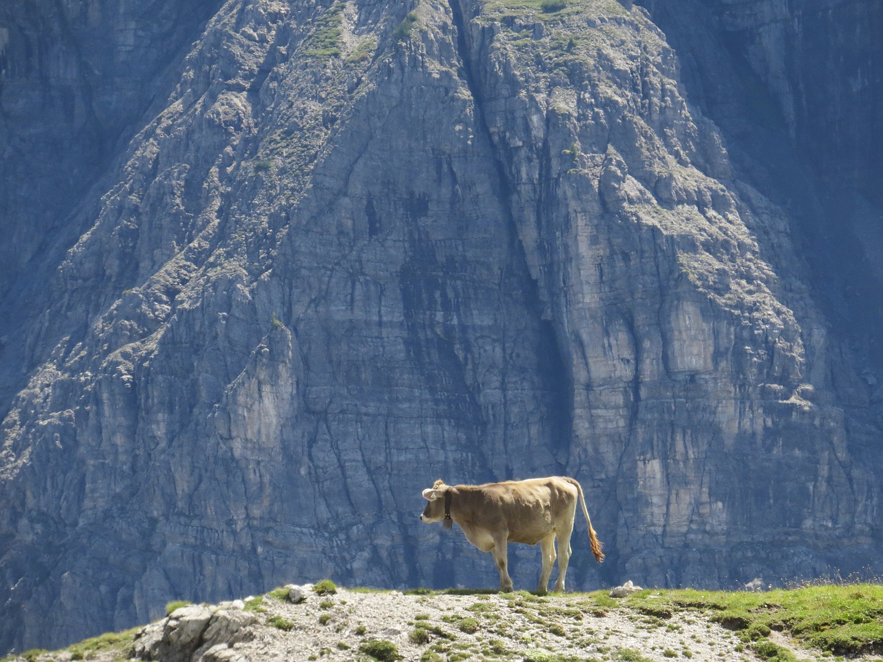 Image - cow alpine outlook alm