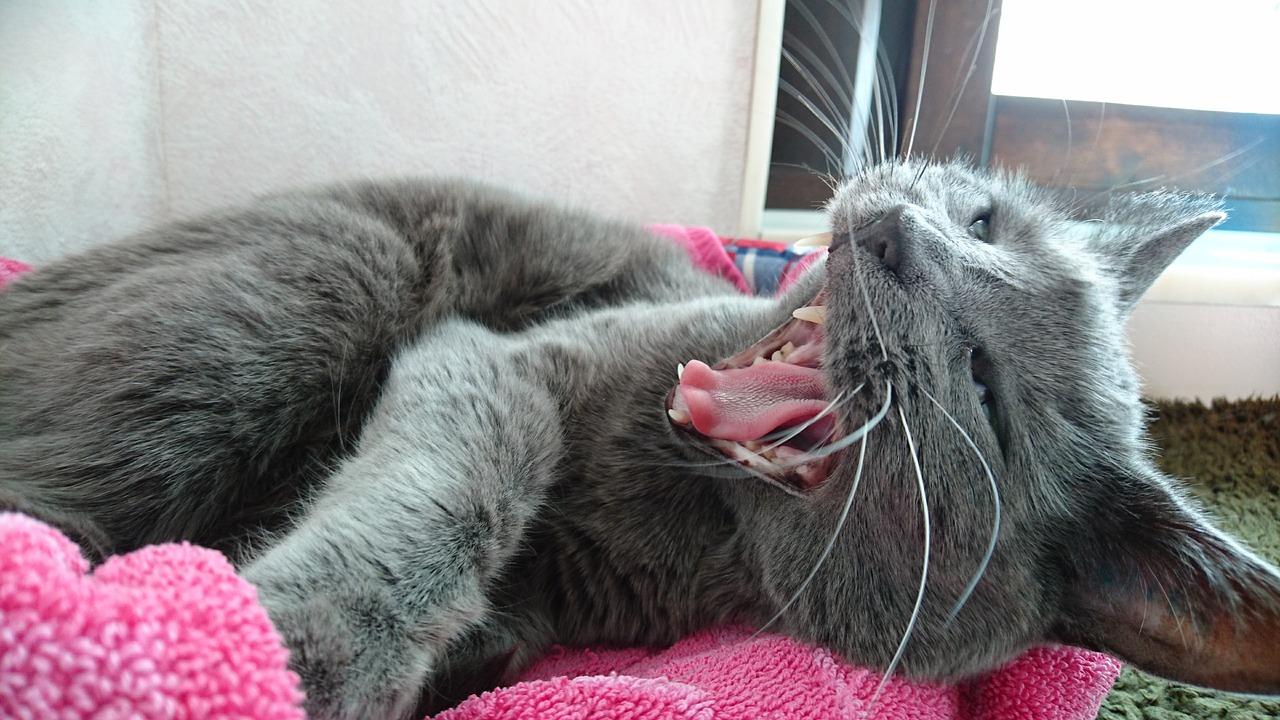Image - cat the russian blue gray cat