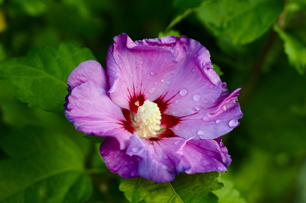 Image - flower macro garden blossom bloom