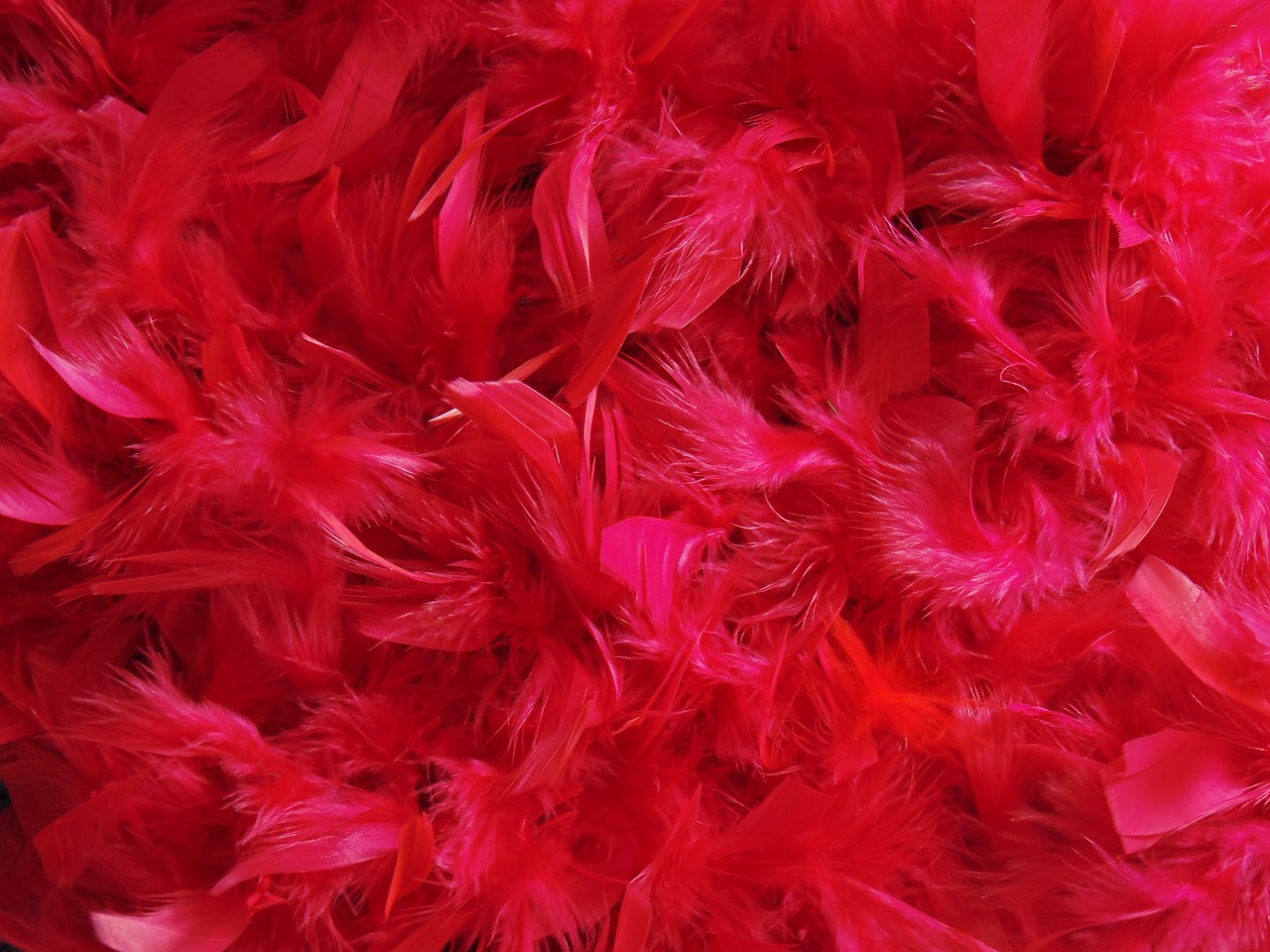 Image - feathers dyed color red raspberry